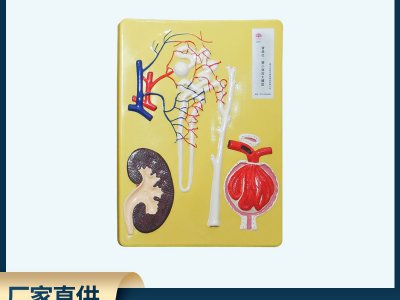 腎單位、腎小體模型 初中高中生物實(shí)驗器材 中學(xué)教學(xué)儀器