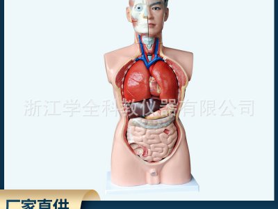 男性軀干人體器官模型人體內臟教學(xué)模型人體模型85cm高