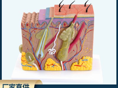 立體皮膚模型皮膚組織結構放大70倍人體皮膚醫學(xué)教學(xué)