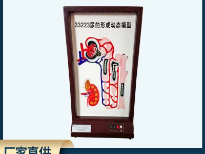 尿的形成動(dòng)態(tài)模型電動(dòng)高中生物理液過(guò)程演示實(shí)驗儀器師教學(xué)