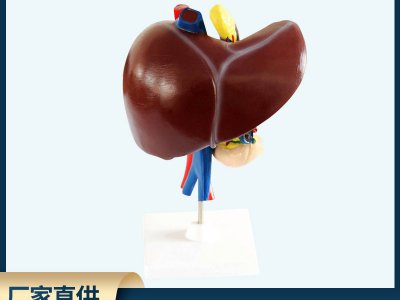 肝、十二指腸、胰臟模型 自然大生物醫療解剖